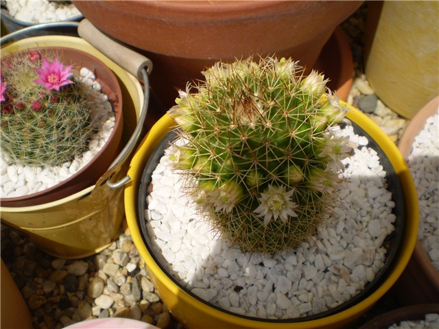 kaktus
